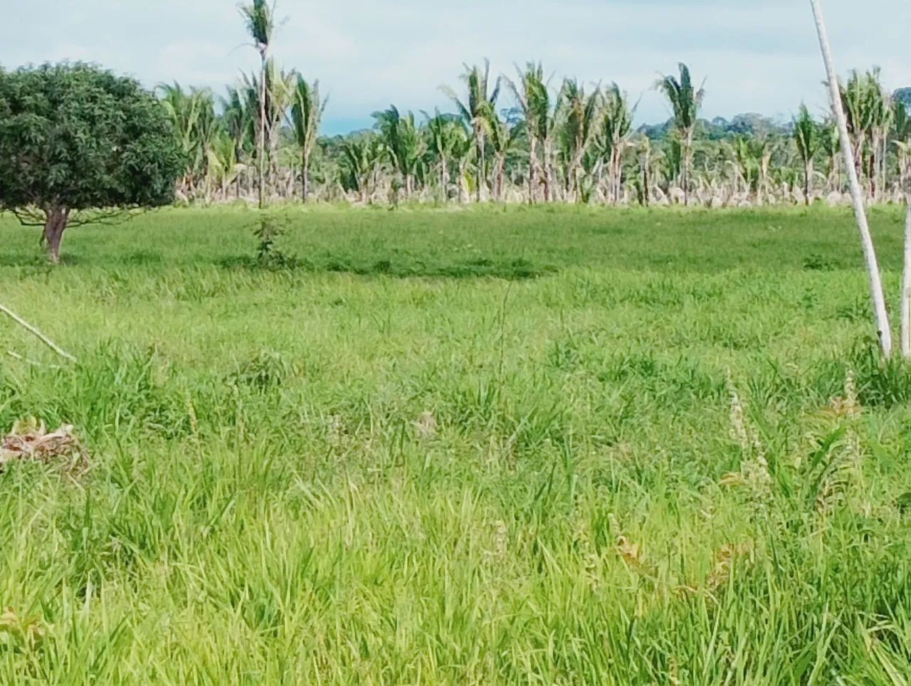 300 hectares  - Foto 3