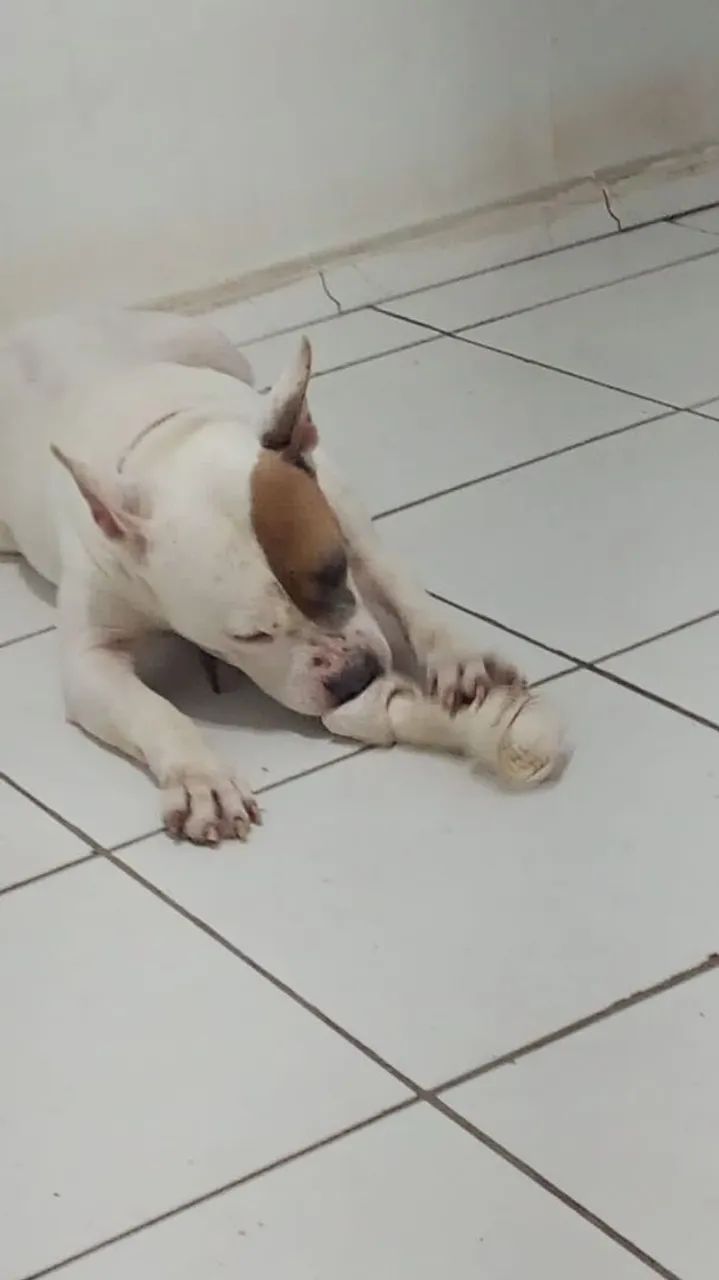 DOA SE PITBULL, DESPENSO CURIOSOS!!! - Foto 6