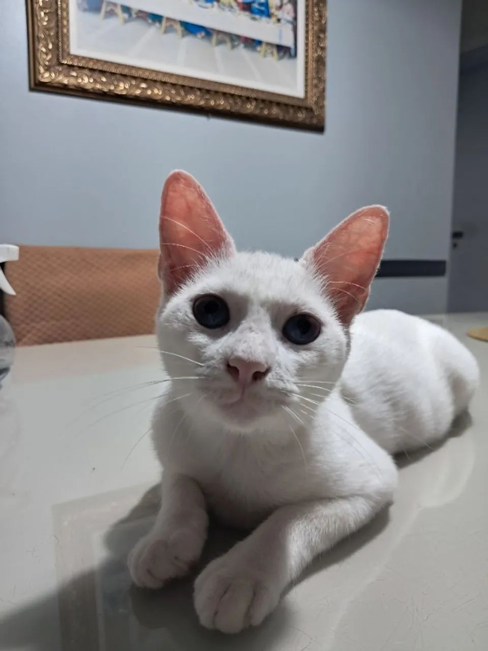Gatinho 7 meses - Foto 5