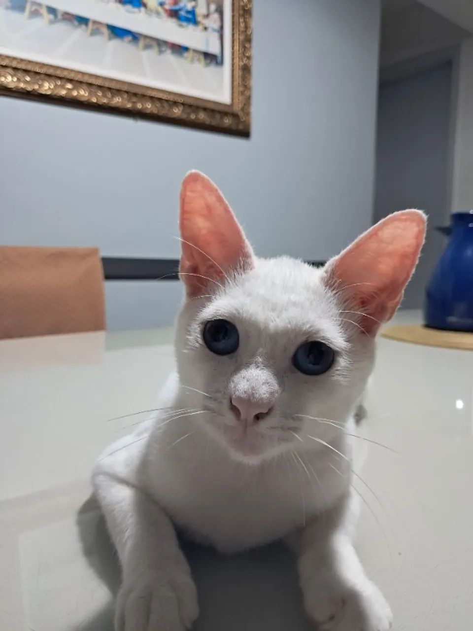 Gatinho 7 meses - Foto 4