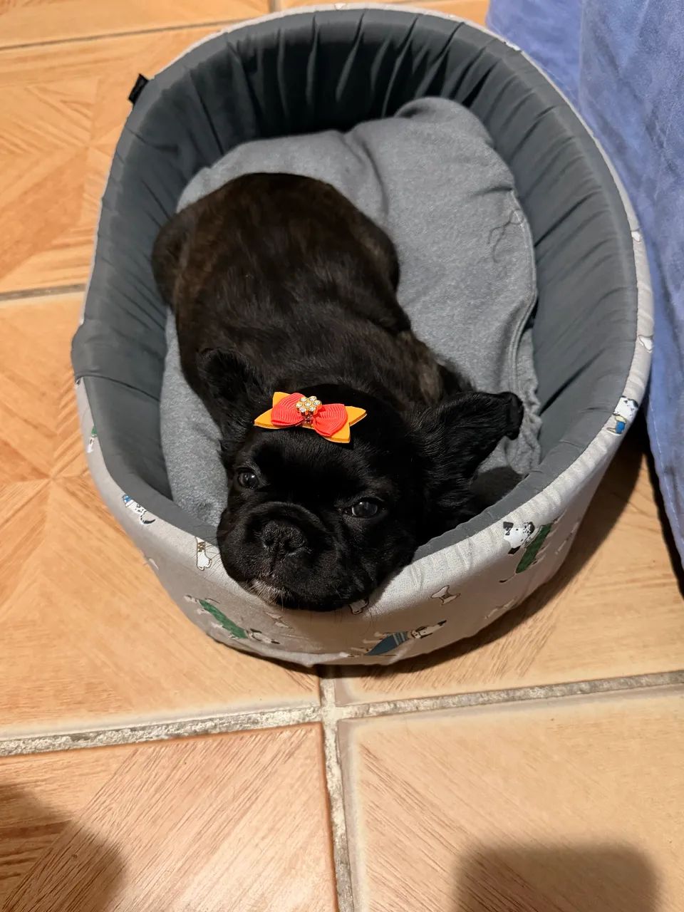 Bulldogue Francês 