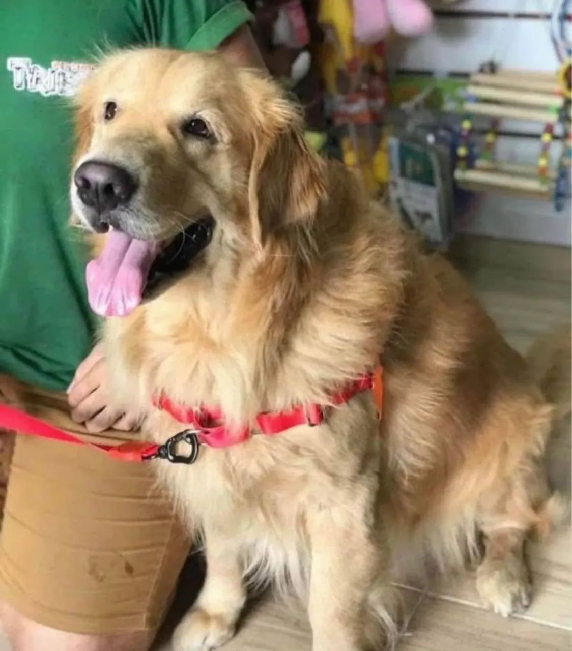 Peitoral antipuxão para cães  - Foto 5