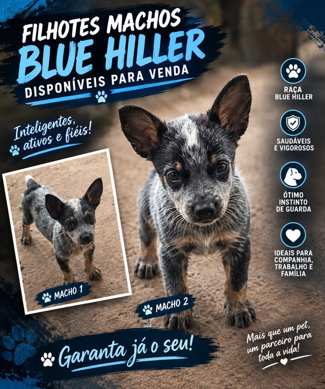 Blue Heeler 