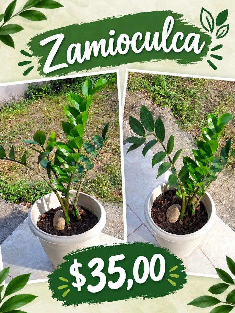 Plantas ornamentais  - Foto 5