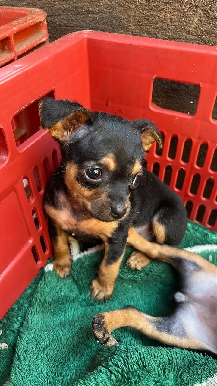 Pinscher  - Foto 3