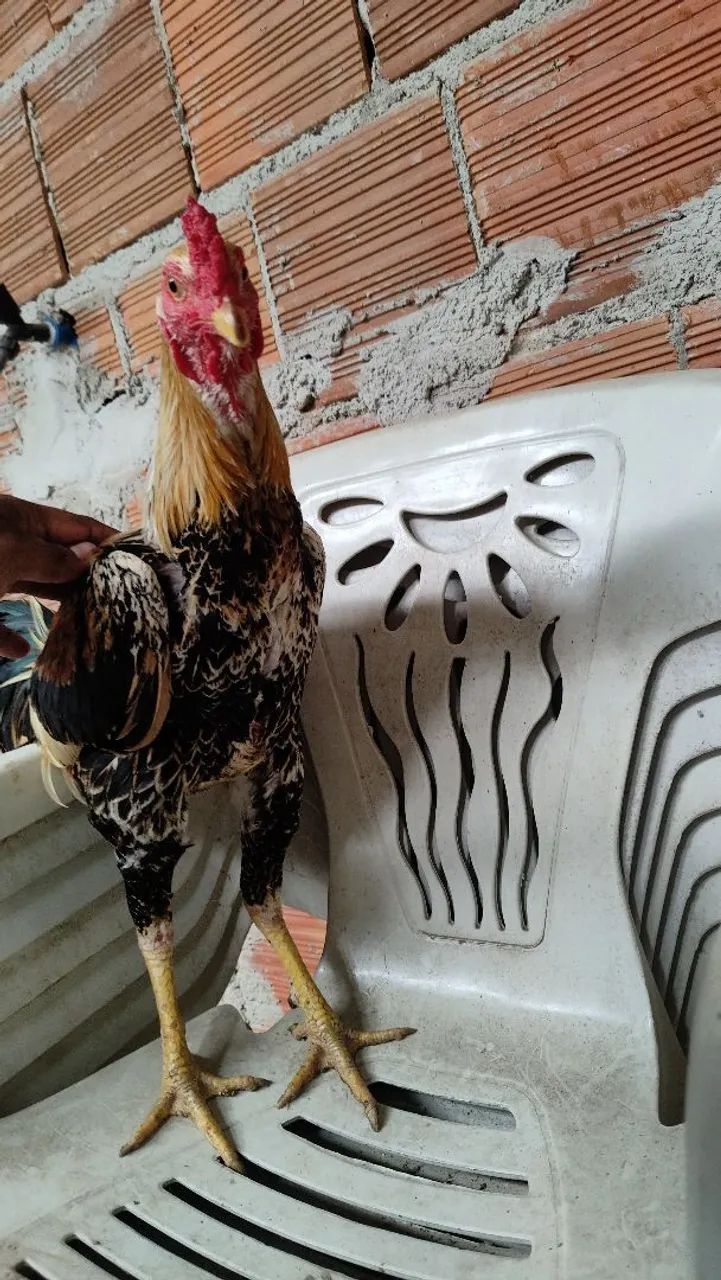 Galo - Foto 2