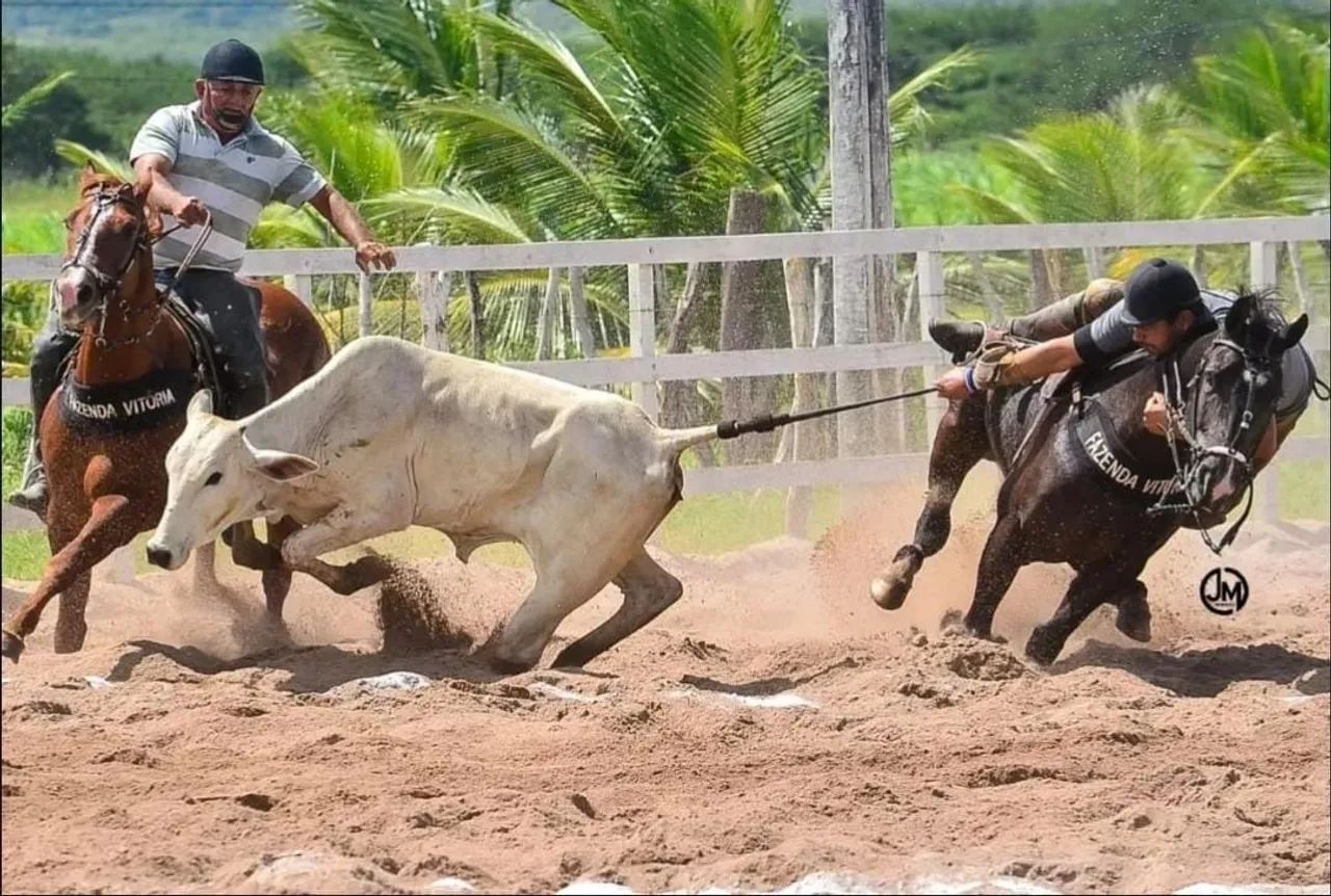 Égua de direita  - Foto 2