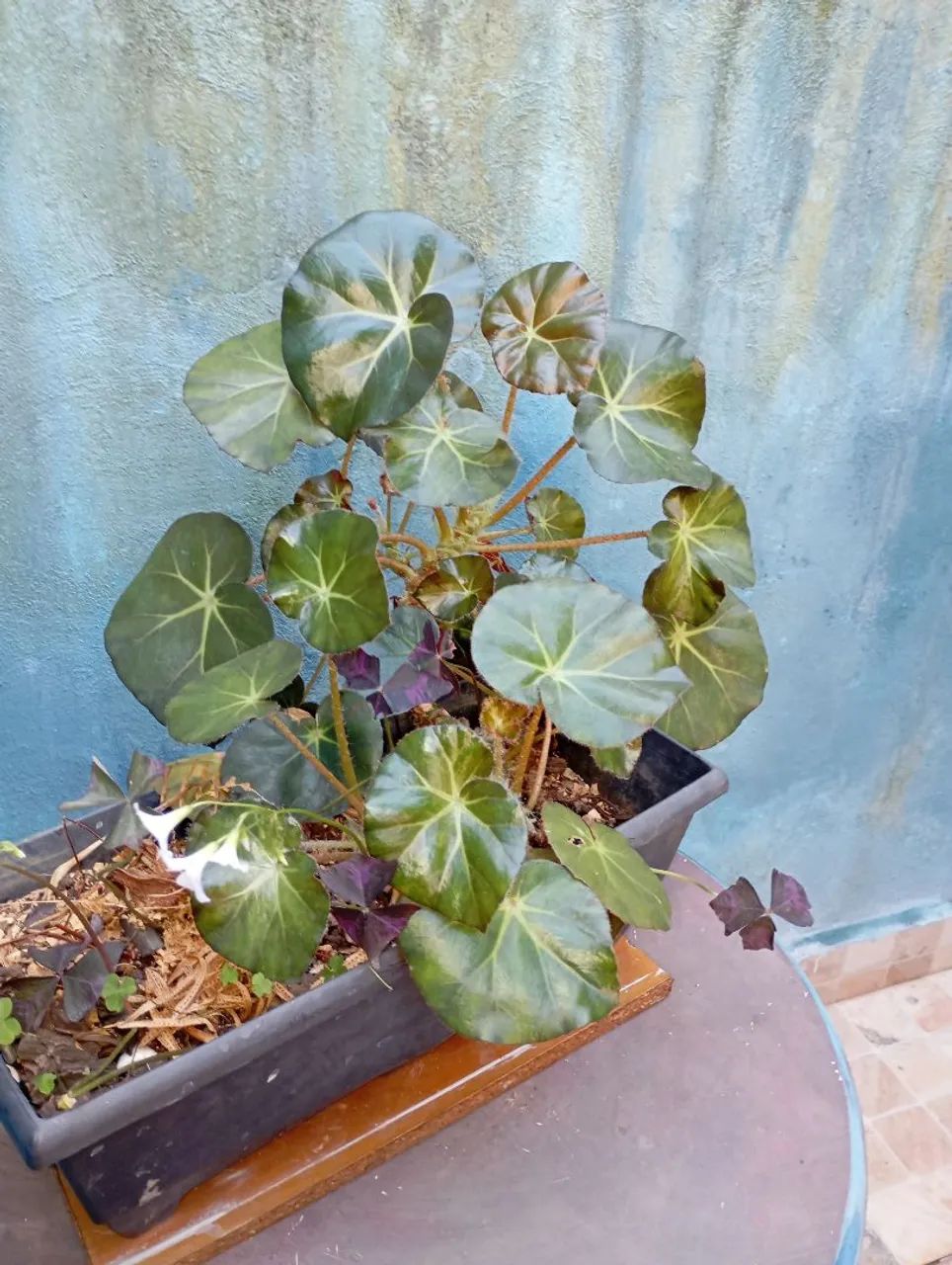 Sementes e plantas 
