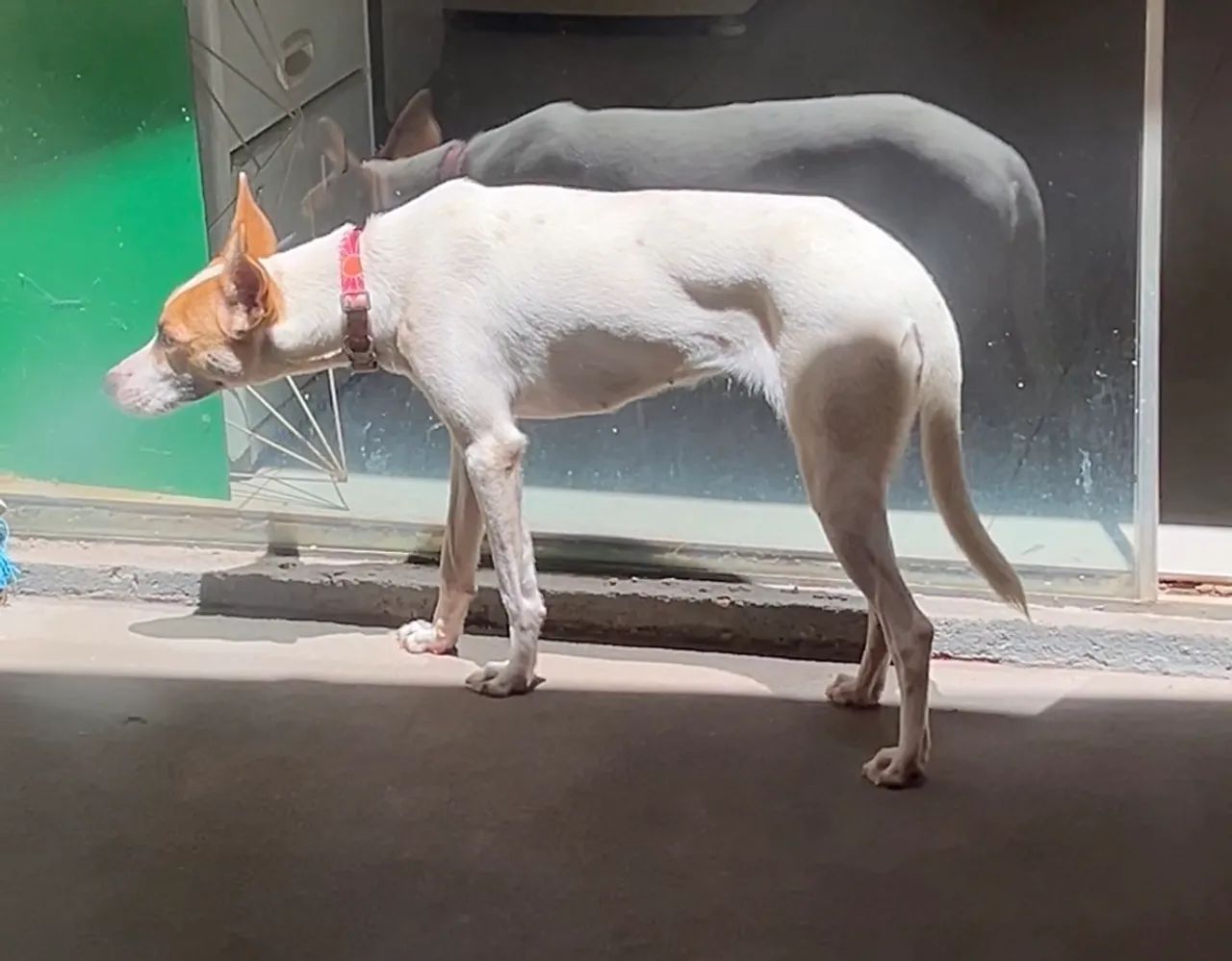 Doação cachorra fêmea  - Foto 3