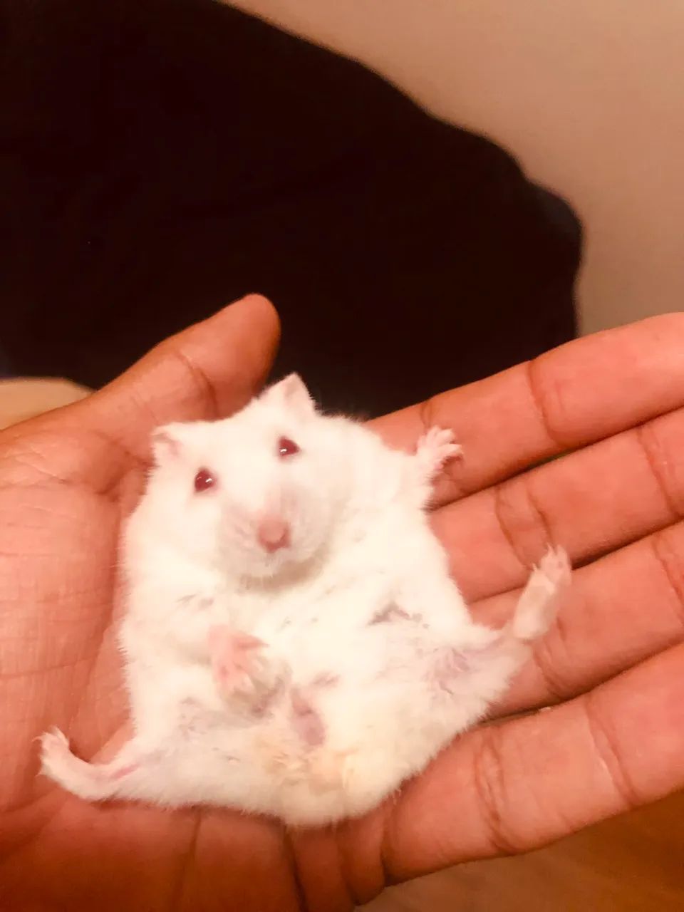 FILHOTINHOS DE HAMSTER À RESERVA!  - Foto 2