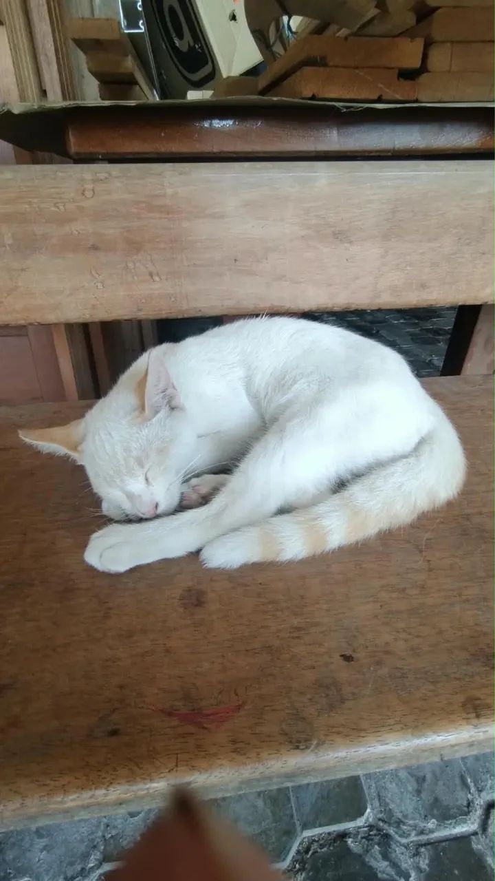 Gatinho Macho 4 meses  - Foto 3