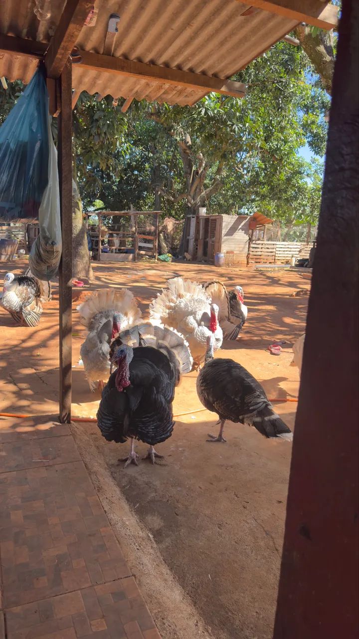 Casais Perus  - Foto 4