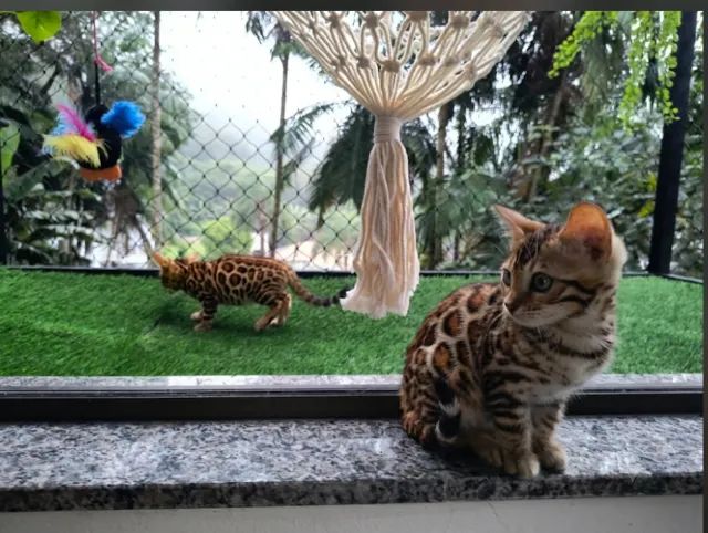 Gato Bengal