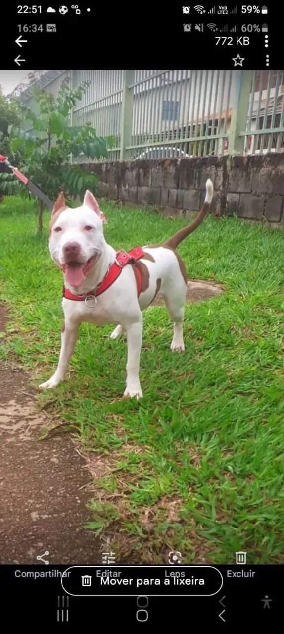 Pitbull  - Foto 3