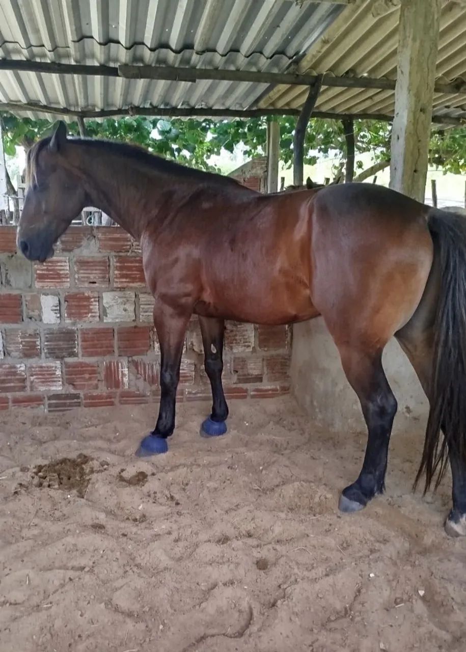 Vendo e troco  - Foto 5