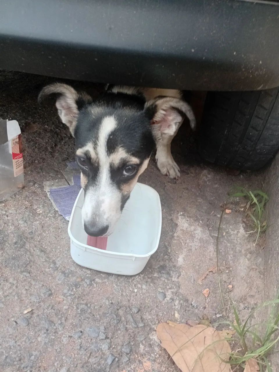 Cão dócil  - Foto 4