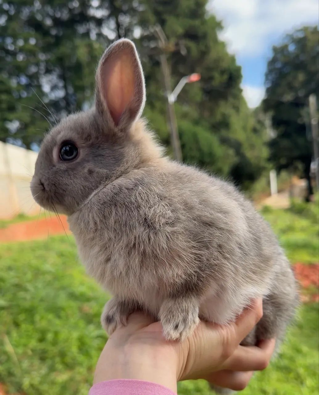 Mini Coelhos - Foto 3