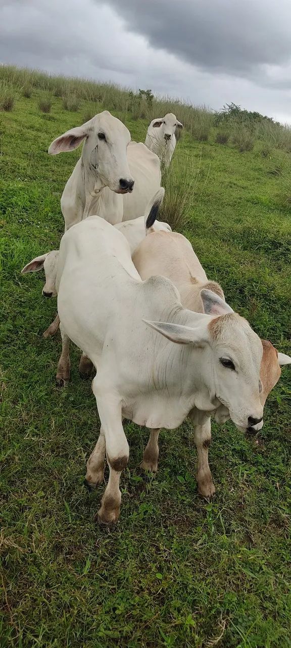 Vende se um lote 11 cabeça de gado  - Foto 4