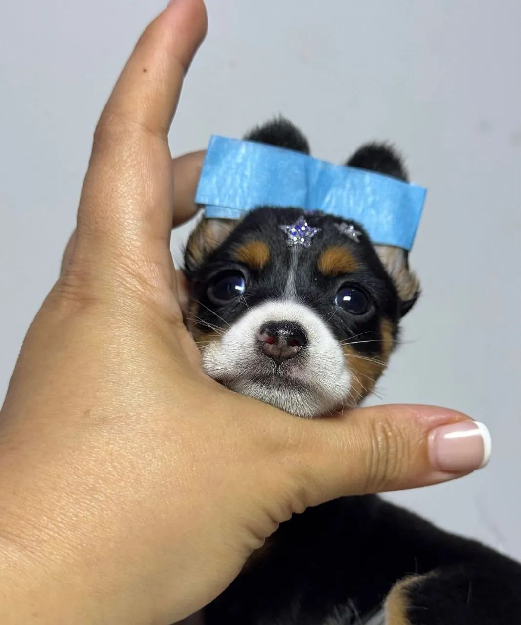 Pinscher macho pititinho top
