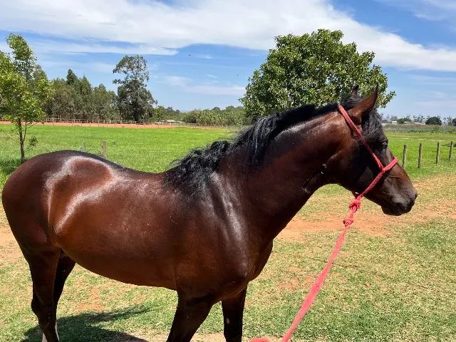Cavalo - Foto 5