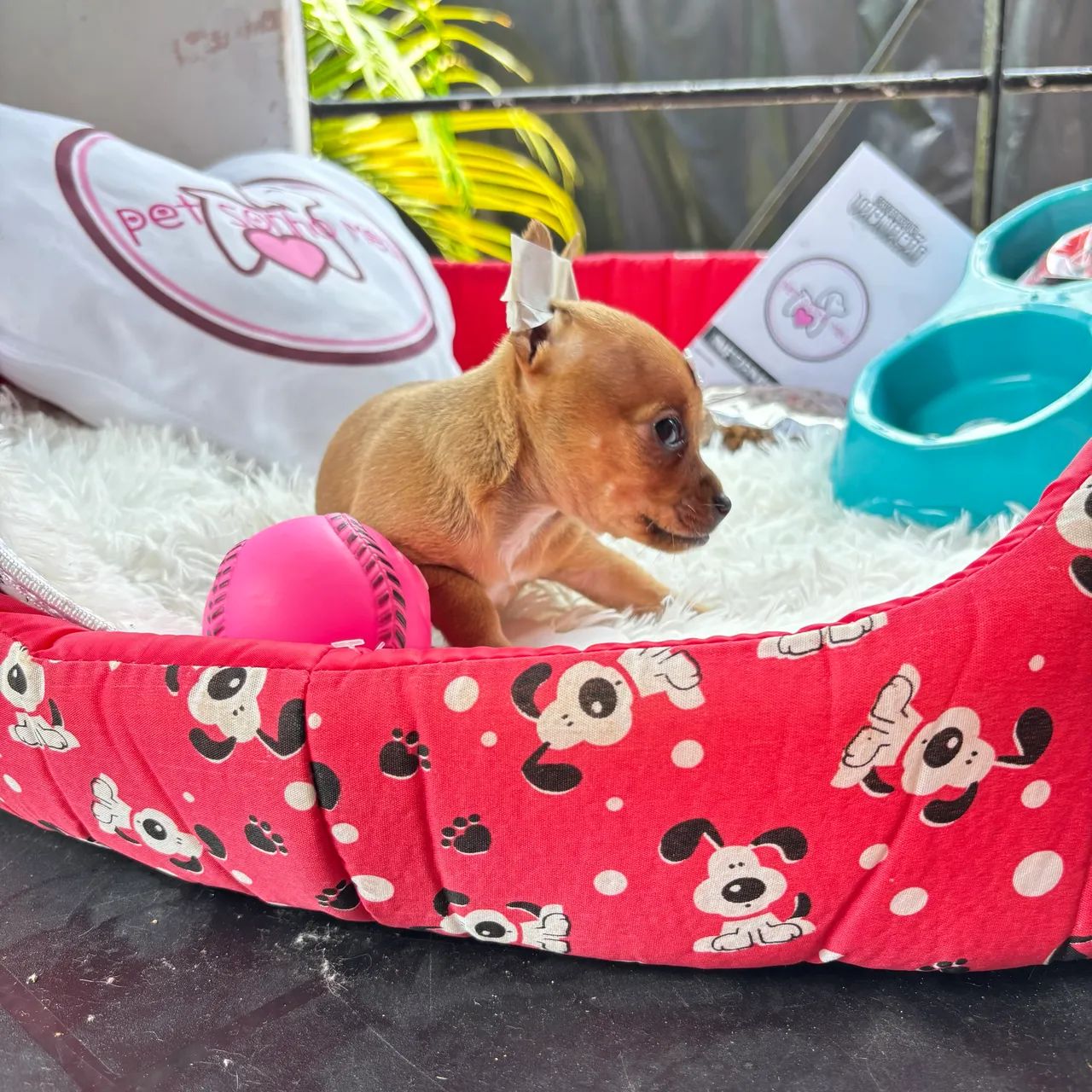 Pinscher MICRO macho - Foto 6