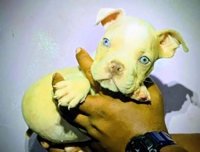 Venda de filhotes American bully Pocket - Foto 2