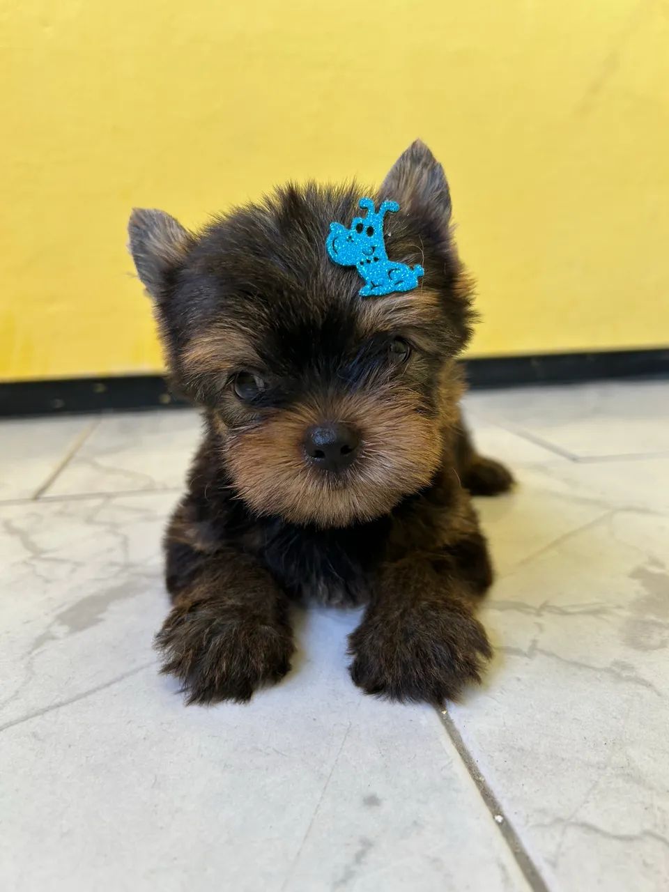 Yorkshire Terrier  - Foto 2