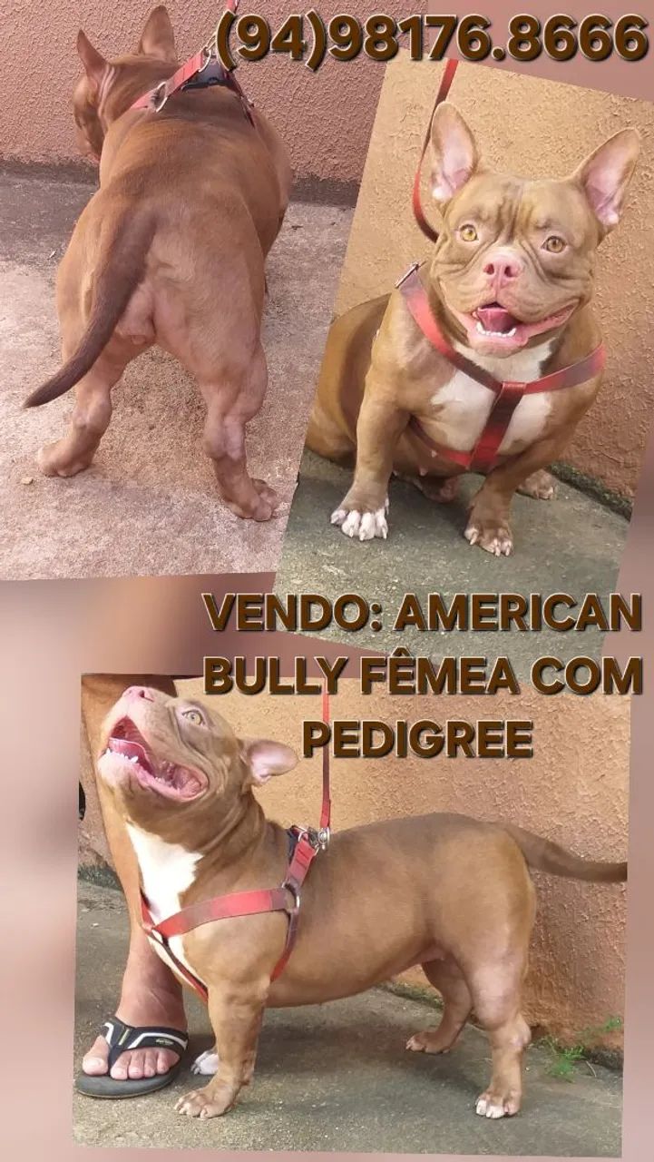 Vendo lindos Cães da raça American Bully  - Foto 3