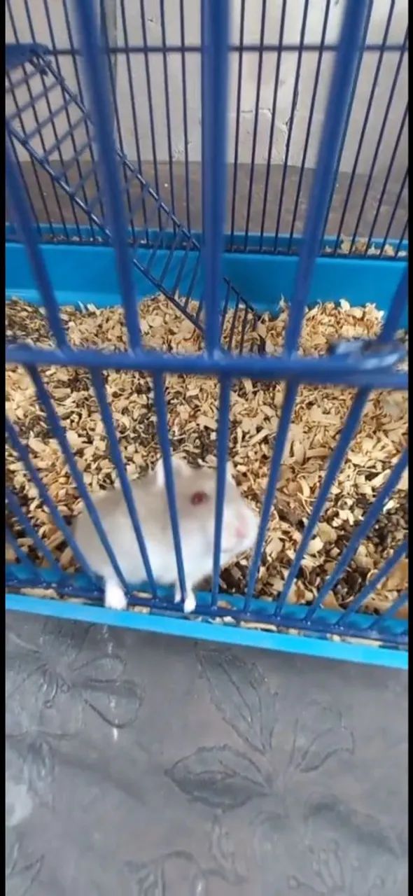 Chines anao russo hamster - Foto 2