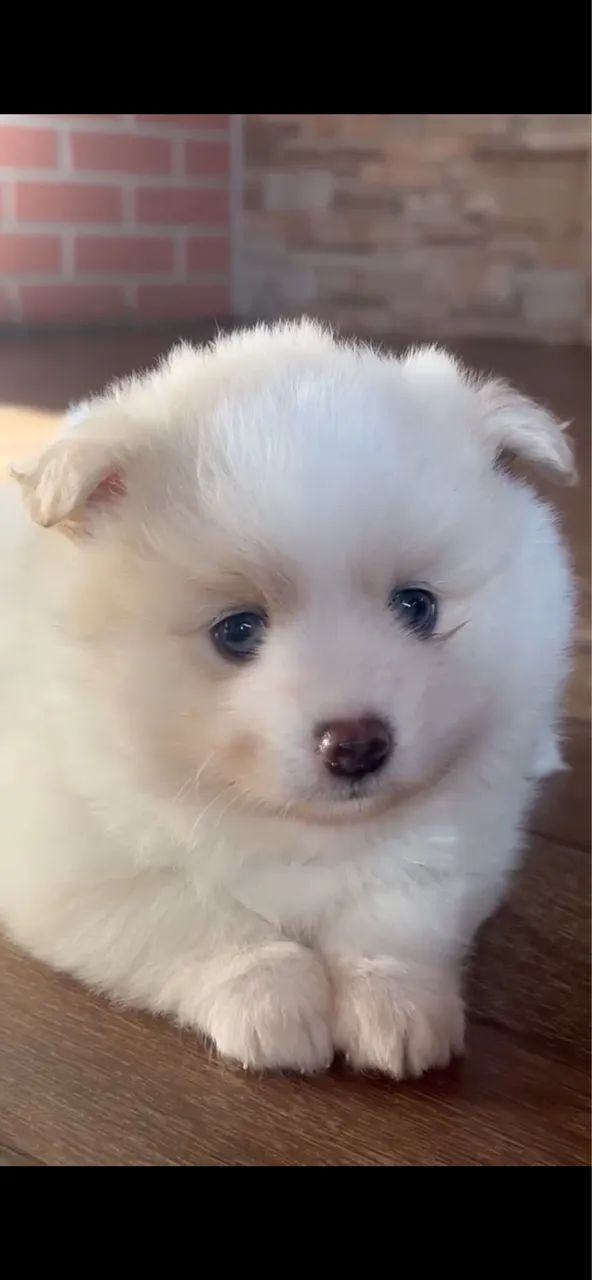 POMSKY filhote - Foto 2
