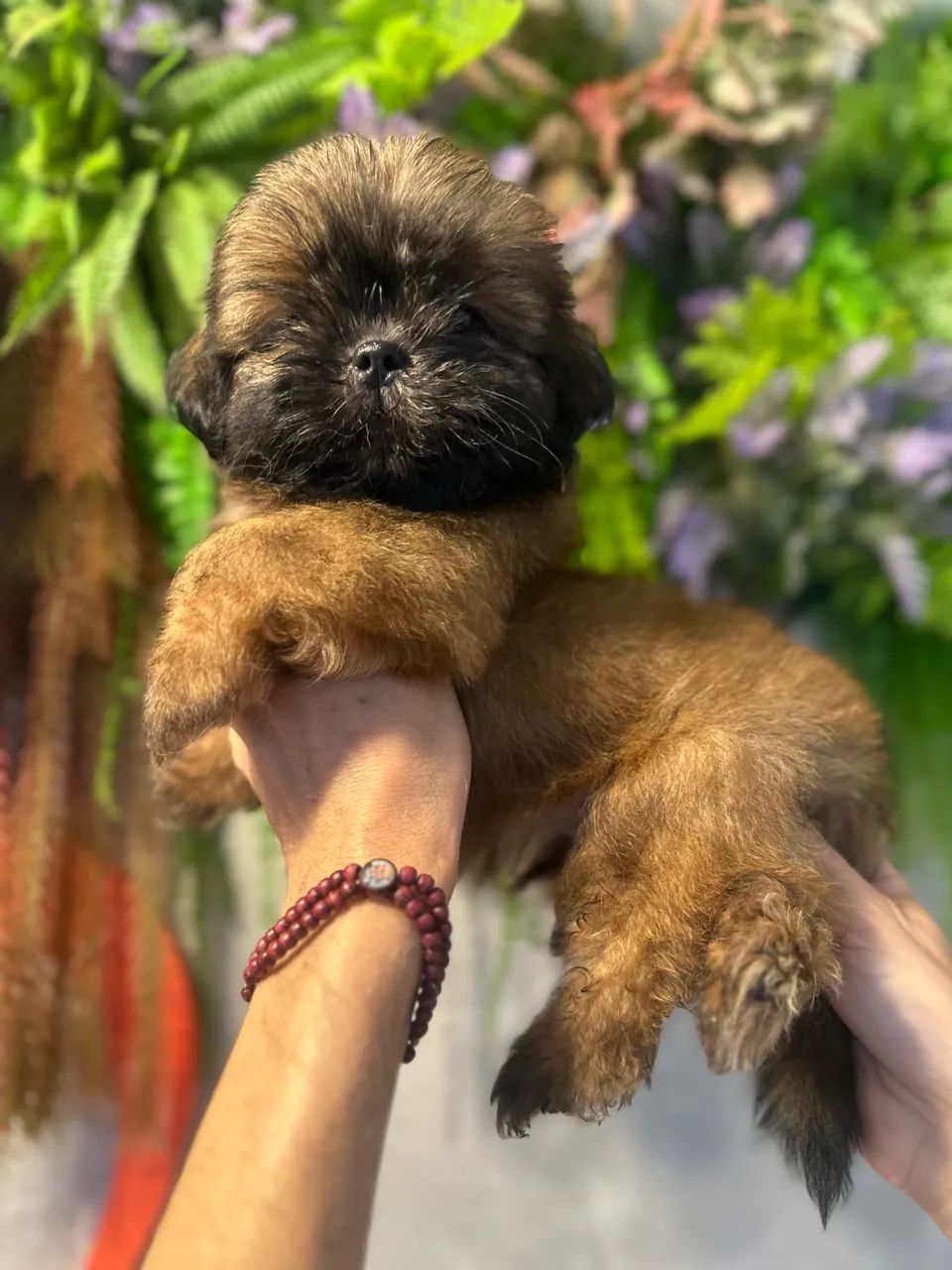 Perfeito e lindo Shitzu macho  - Foto 2