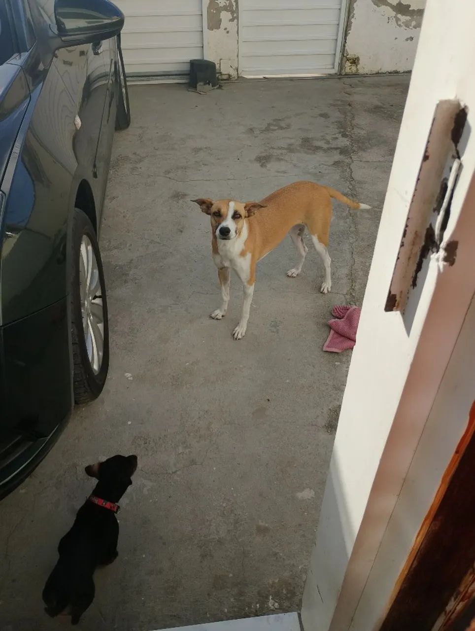 Cachorra para doação  - Foto 2