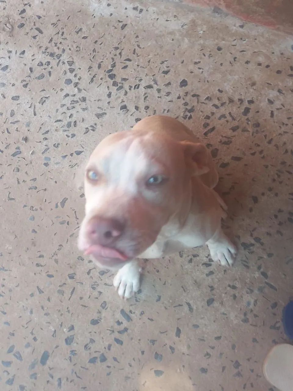 Cachorros  - Foto 2