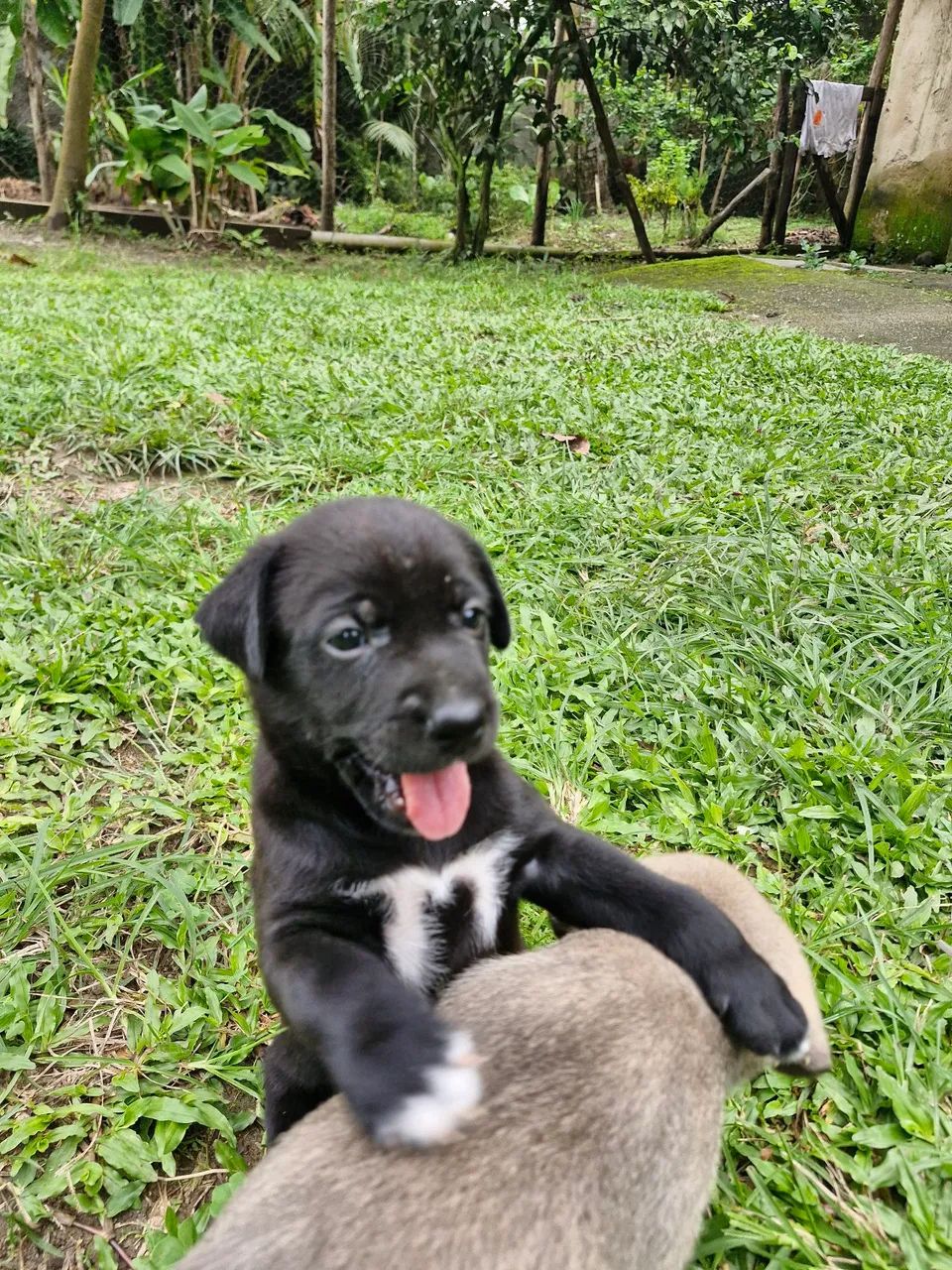 Filhotes de cachorro - Foto 2