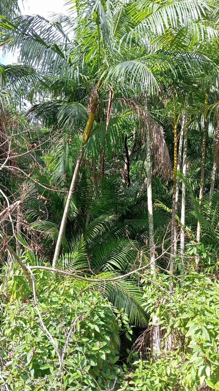 Terreno em Cotijuba  - Foto 2