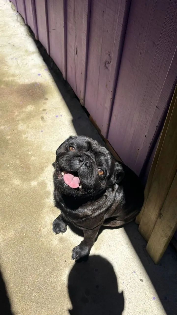 Vendo pug macho com 2 anos otimo aparador com todas vacina