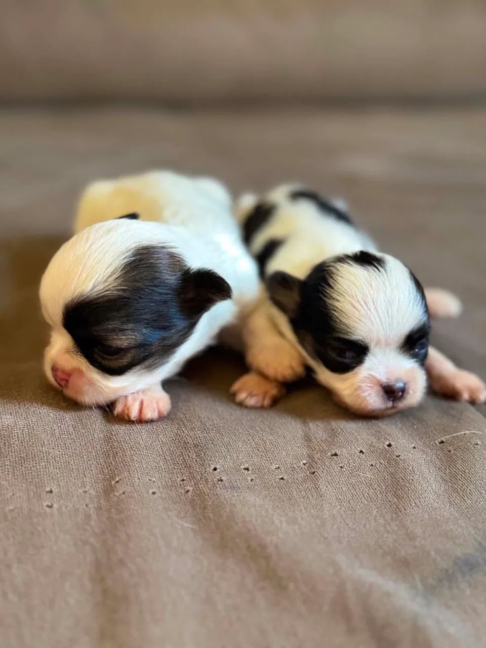 Vendo cachorro, raça Shitzu. - Foto 4