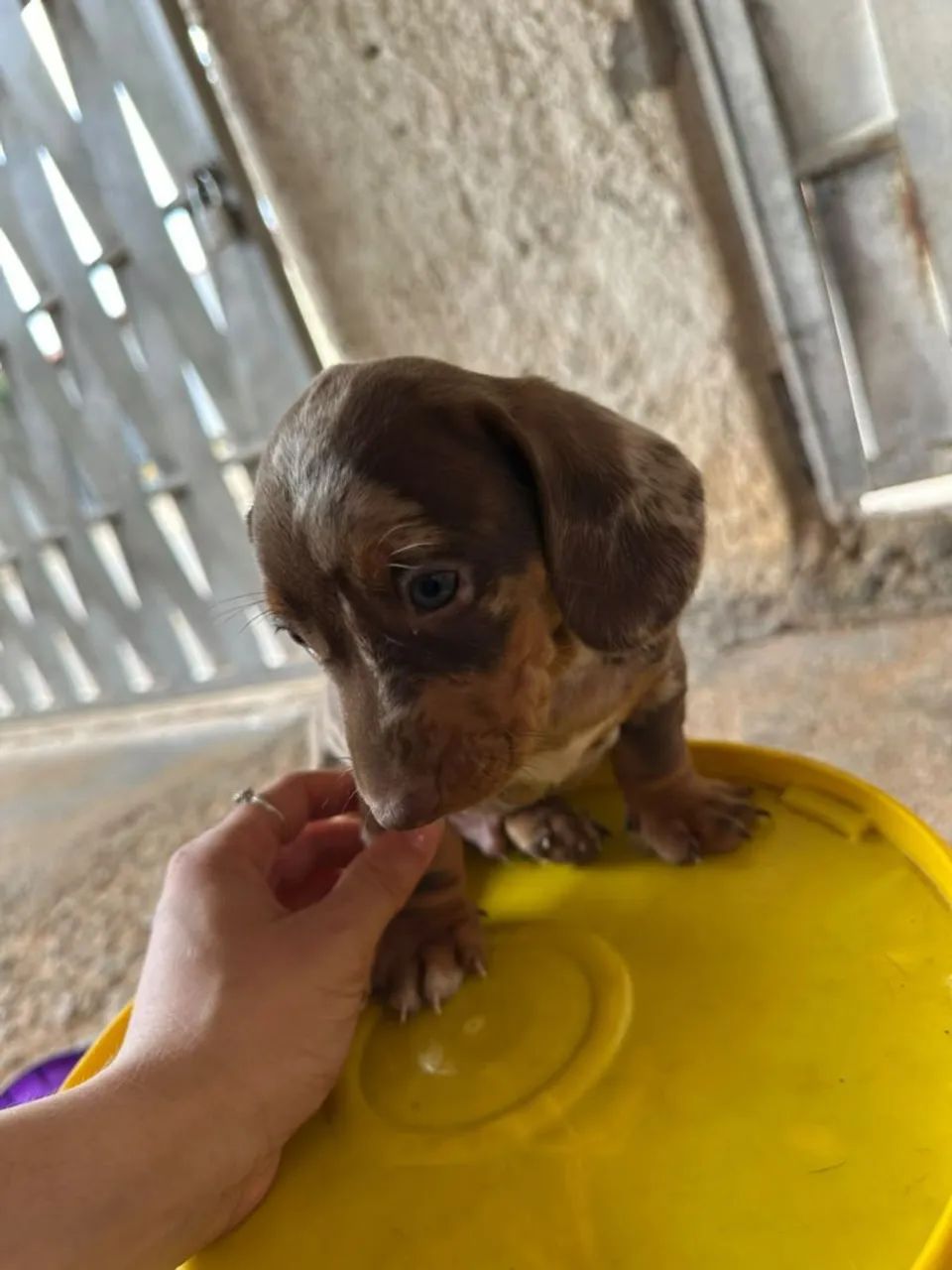 Cachorro Dachshund - Foto 4