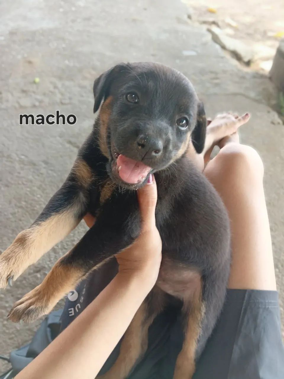 Doação de cachorros - Foto 2