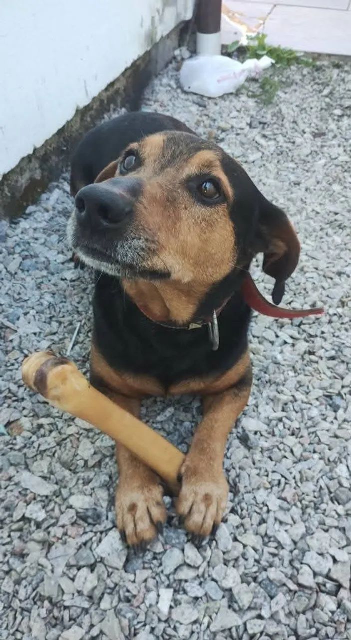 Adoção cachorro - Teddy