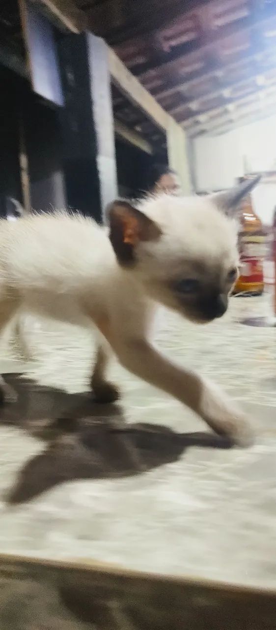 Gato siames 300 reais 