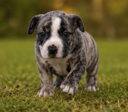 American bully  - Foto 3