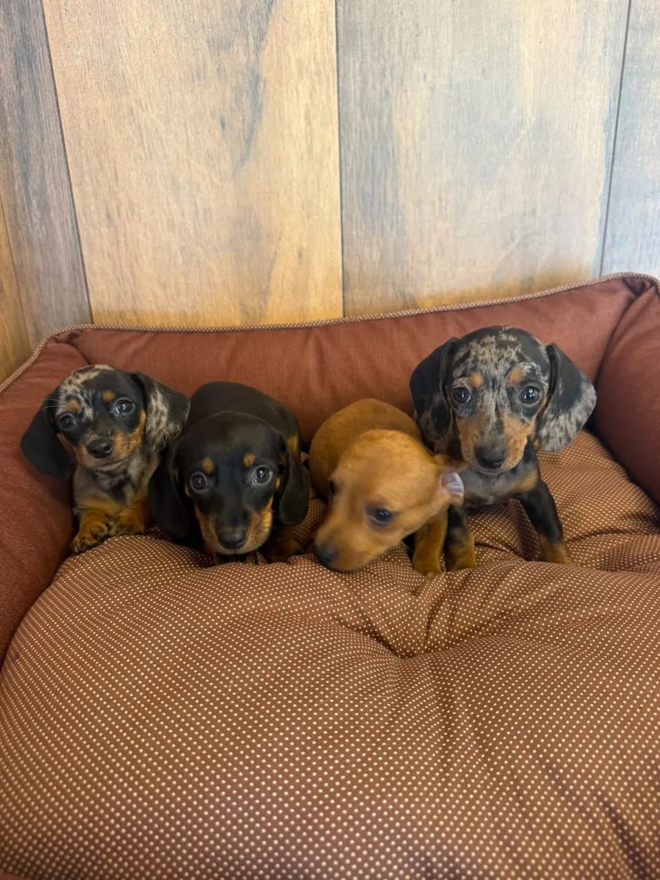 dachshund salsichinha  - Foto 4
