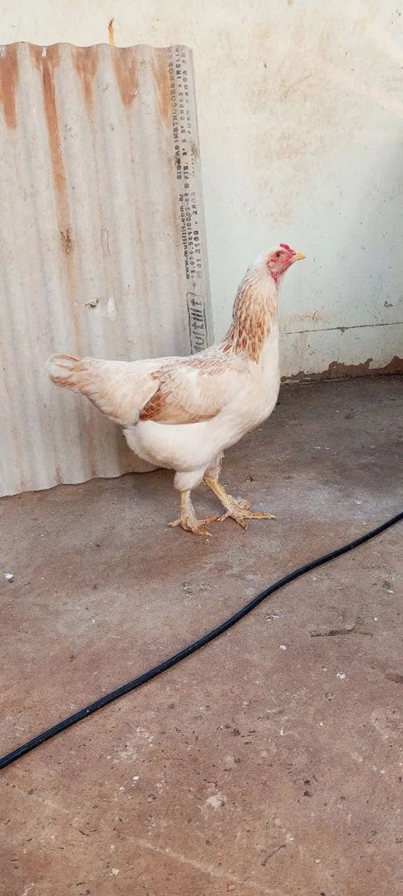 Galinha nova  - Foto 2