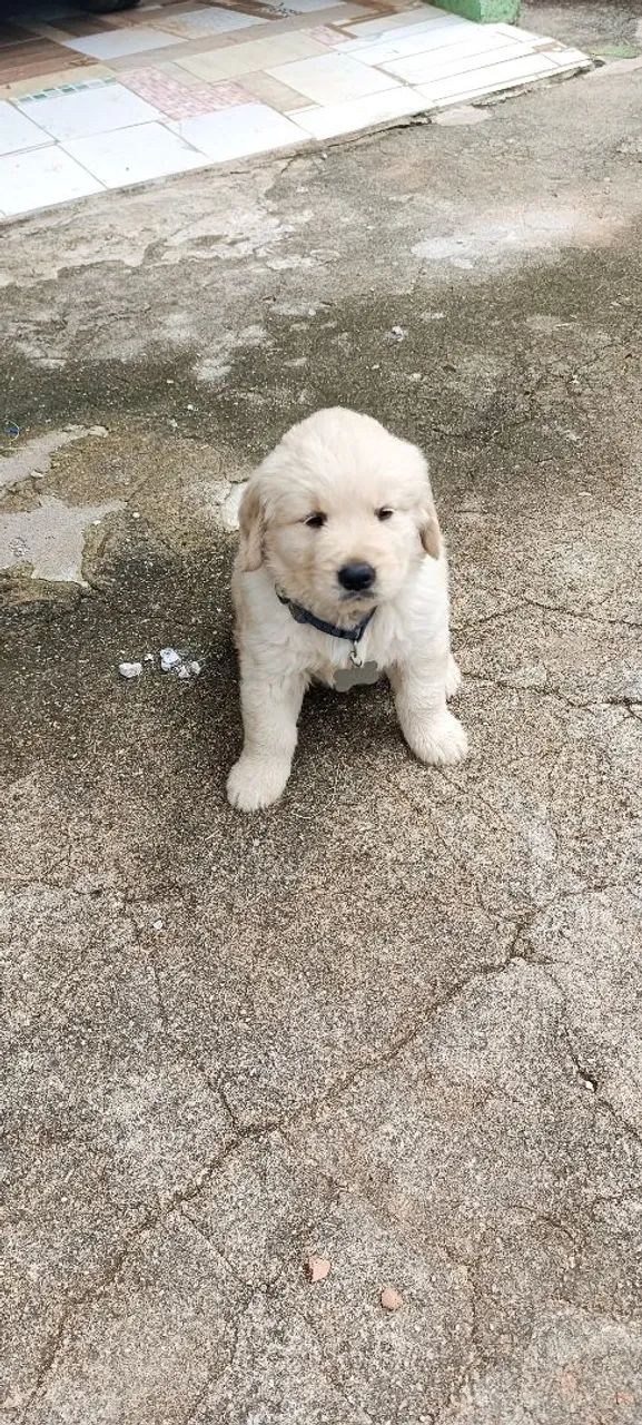 Vende-se Golden Retriever  - Foto 3