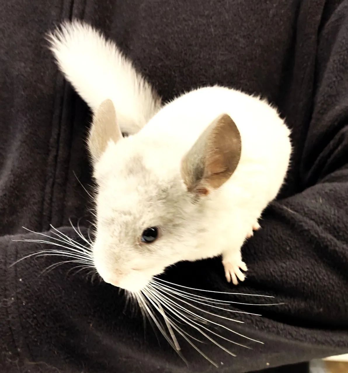 Chinchila cor mosaico branco macho filhote  - Foto 3