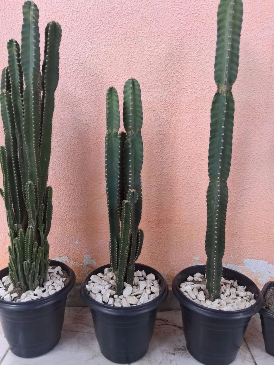 Cactos 