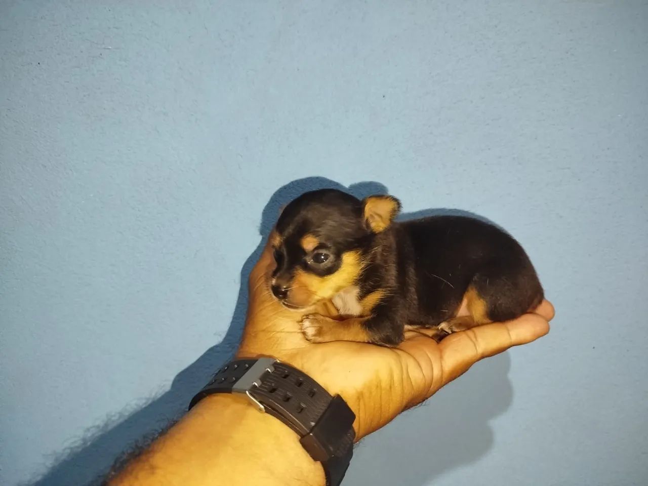 Pinscher macho - Foto 3