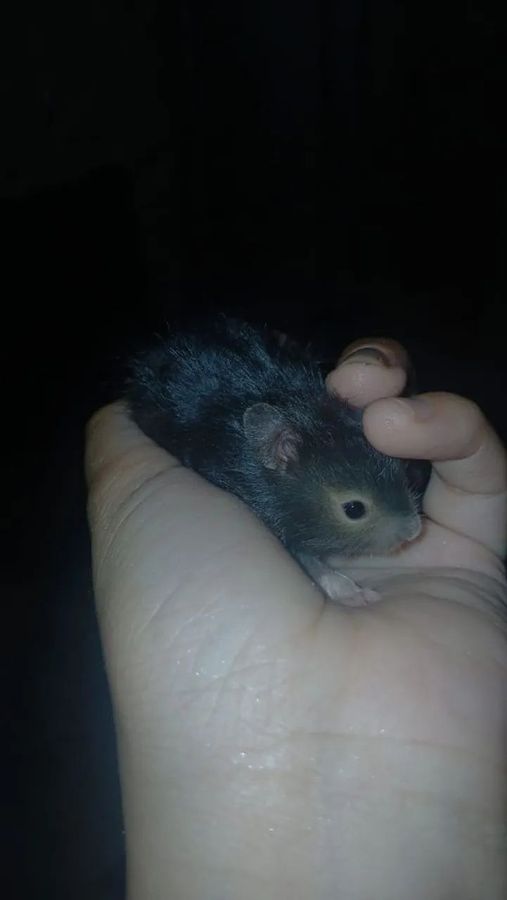 Hamster Sírio Angorá  - Foto 5