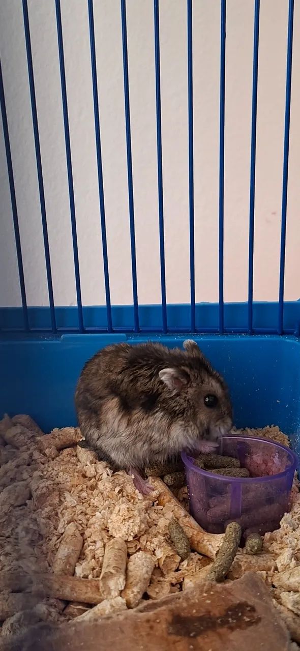 Ramister japonês ( o menor de todos) com gaiola nova, ração, bolinha para ele andar. - Foto 4